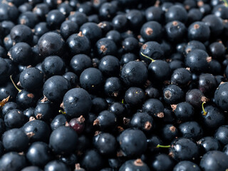 Fresh ripe black currant. Summer vitamins close up