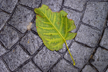 Huge paulownia green leaf fallen on the stone pavement as a symbol for autumn. - 384645511