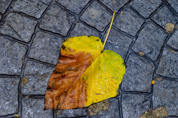 Yellow leaf fallen on the stone pavement as a symbol for autumn. - 384645558