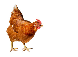 nice young brown hen on a white background