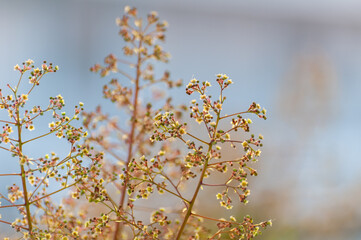 Cotinus flowers close up on early spring