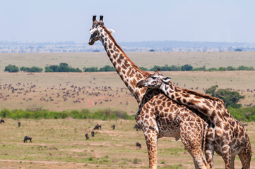 Giraffes lovers in Maasai Mara National Reserve