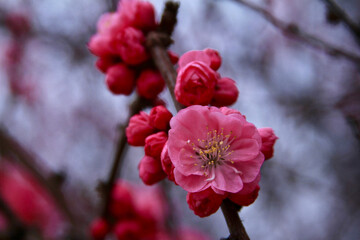 Apricot blossom Cherry Peach Blossom flowering pink flowers close up background