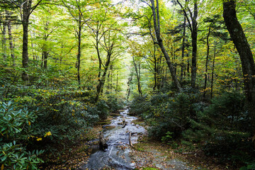Fototapeta na wymiar Peaceful mountain stream in the Tanawha Trail, Linville, NC 