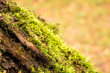 closeup moss tree blur background