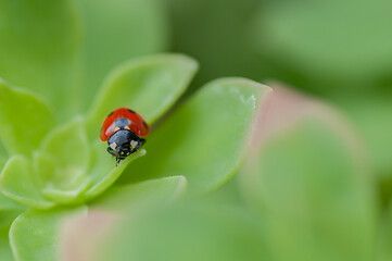 Portrait of a red ladybird on a green leaf