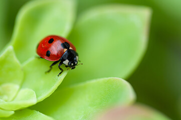 Portrait of a red ladybird on a green leaf