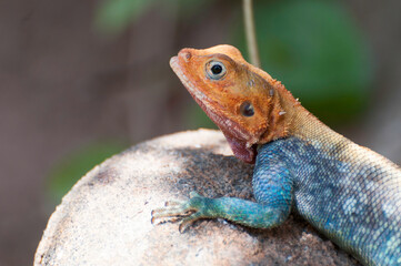 Rainbow agama iguana on a rock close up