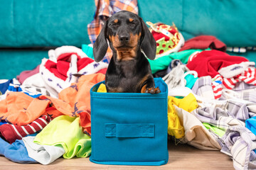 Funny dachshund puppy sits in cloth storage box screwing up eyes in fear, clothes scattered around....