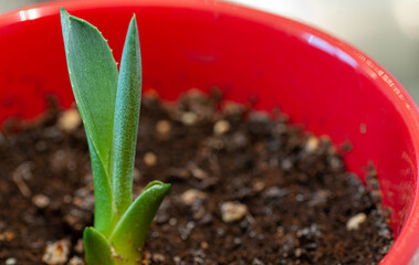 Small agave plant in a red pot