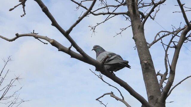 Lonely dove on a tree branch. The pigeon turns its head and looks around. A tree against the sky. Bare branch without leaves