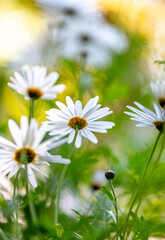 Beautiful daisy flower field with shallow focus.