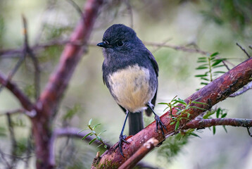 Tom Titi bird in New Zealand