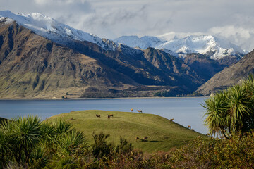 Deer with lake and snowy mountains in New Zealand