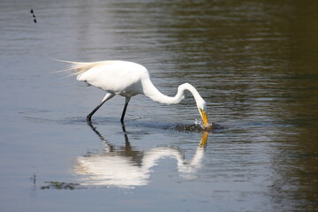 Egret_Fishing 4