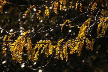 Urban park in autumn colors