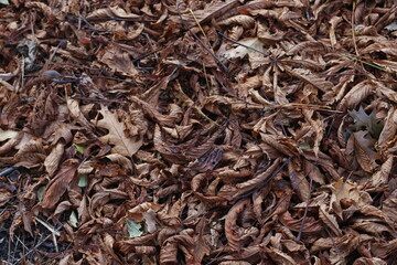 Urban park in an autumn day