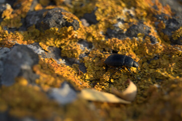 lichen on the rock, beetle on run