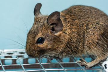 Little cute gray mouse Degu close-up. Exotic animal for domestic life. The common degu is a small hystricomorpha rodent endemic from Chile. 