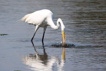 Egret_Fishing 11
