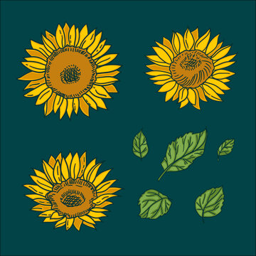 Vector isolated handdrawn sunflowers and leaves
