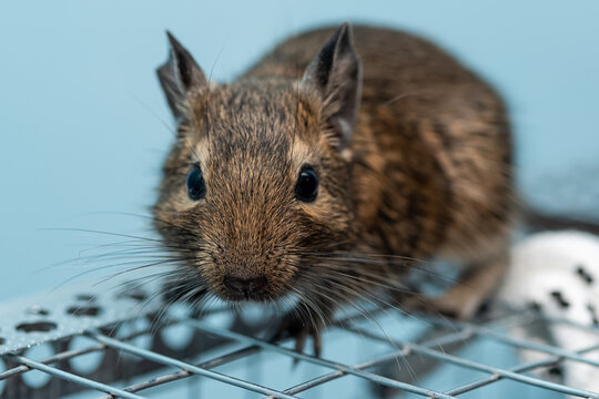 Little cute gray mouse Degu close-up. Exotic animal for domestic life. The common degu is a small hystricomorpha rodent endemic from Chile. 