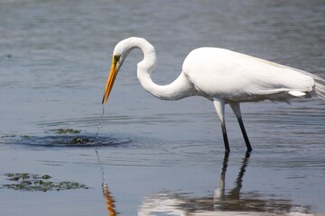 Egret_Fishing 14