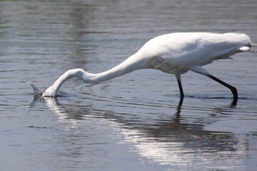 Egret_Fishing 16