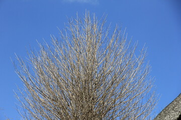 青空の下の、一枚も葉が残っていない枝が多い木