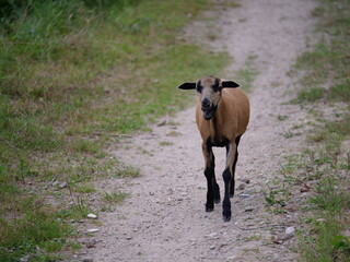 Biegnąca samotna owca