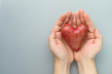 Pink heart-shaped potatoes in the hands of a man on a gray background. Copy space