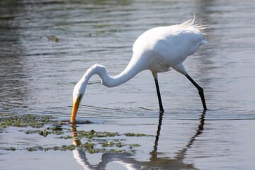 Egret_Fishing 23