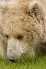 Grizzly Bear, Hallo Bay, Katmai National Park, Alaska