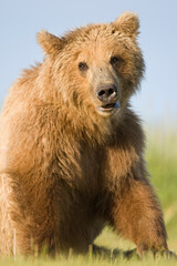 Grizzly Bear, Hallo Bay, Katmai National Park, Alaska