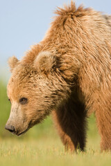 Fototapeta na wymiar Grizzly Bear, Hallo Bay, Katmai National Park, Alaska