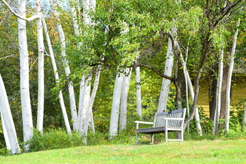 park bench and birch trees