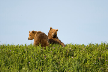 Grizzly Bears, Hallo Bay, Katmai National Park, Alaska