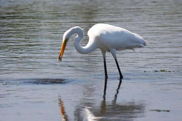Egret_Fishing 31