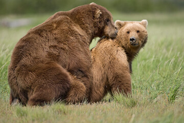 Grizzly Bears Mating, Katmai National Park, Alaska