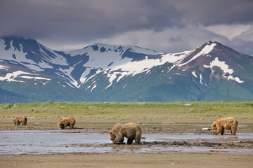Fototapeta na wymiar Grizzly Bears Clamming, Katmai National Park, Alaska