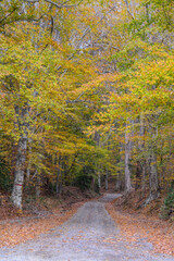 Obraz premium path in autumn fall woods