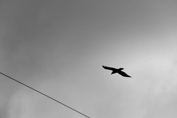 The black bird in the cloudy sky