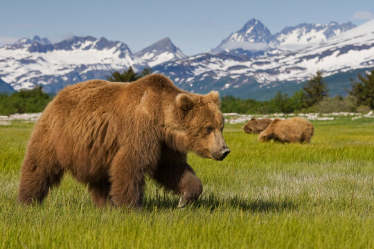 Grizzly Bears, Hallo Bay, Katmai National Park, Alaska