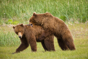 Fototapeta premium Grizzly Bears Wrestling, Katmai National Park, Alaska