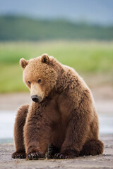 Grizzly Bear, Katmai National Park, Alaska