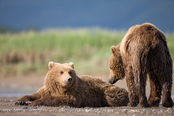 Grizzly Bears, Katmai National Park, Alaska