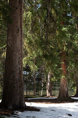 Evergreen trees with fresh snow on the forest floor