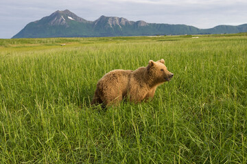 Grizzly Bear, Katmai National Park, Alaska