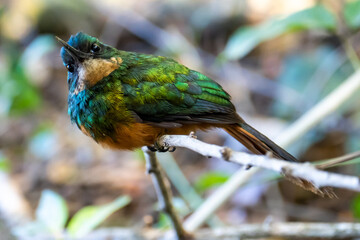Bird looking at Me. The rufous-tailed jacamar (Galbula ruficauda) is a near-passerine bird which breeds in the tropical New World in Brazil