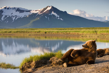 Grizzly Bear, Katmai National Park, Alaska - obrazy, fototapety, plakaty